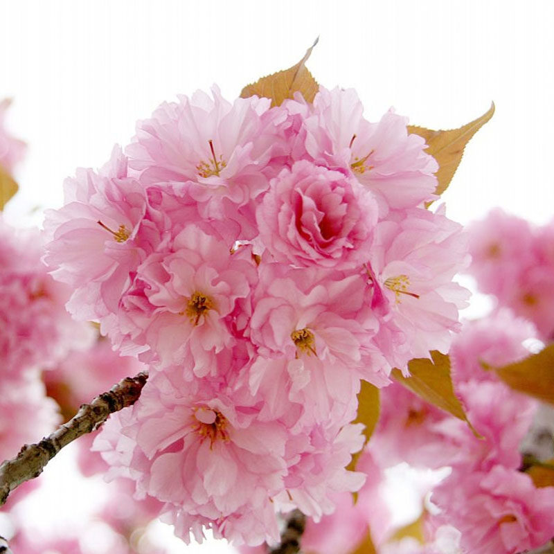 日本重瓣樱花树苗大树樱花活树小苗盆栽地栽南北方庭院种植风景树