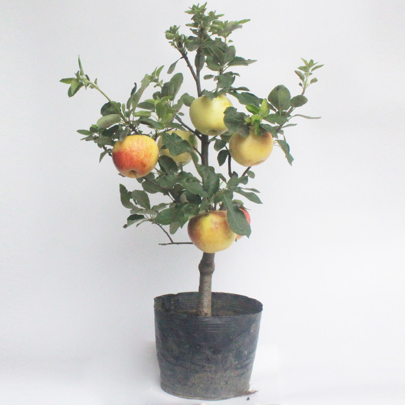 苹果树苗盆栽南方北方种植地栽冰糖心苹果苗活苗矮化果树当年结果