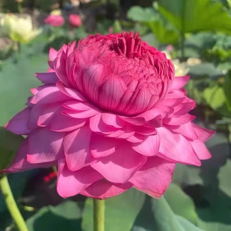 重瓣大型观赏荷花种藕苗根池塘缸养盆栽水培水养四季种植花卉植物