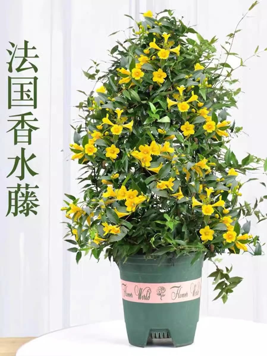 浓香型花卉法国香水茉莉植株爬藤植物老桩大苗耐寒耐热庭院阳台