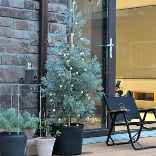 蓝冰柏树苗盆栽庭院常绿松柏棒棒糖耐热别墅耐寒花镜蓝灰色绿植物