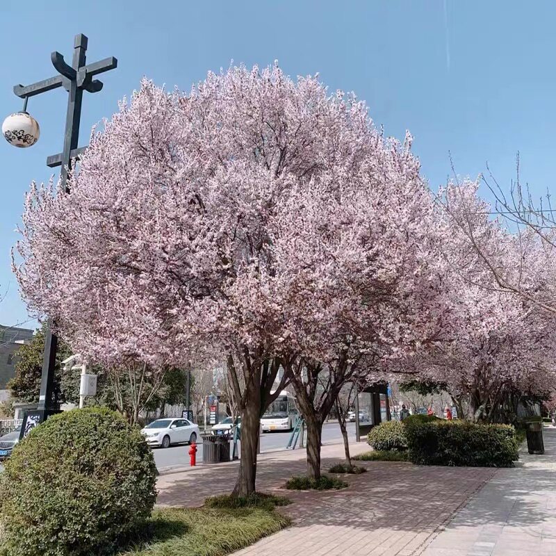 紫叶李树苗速生红叶李苗庭院行道绿化耐寒大型风景花树红叶李花镜