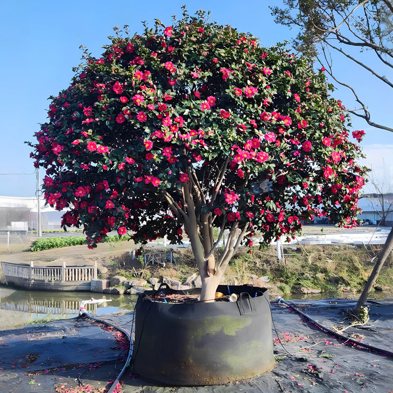 茶梅花球树苗盆栽庭院四季长青高杆四季茶花树别墅地栽花卉绿植物