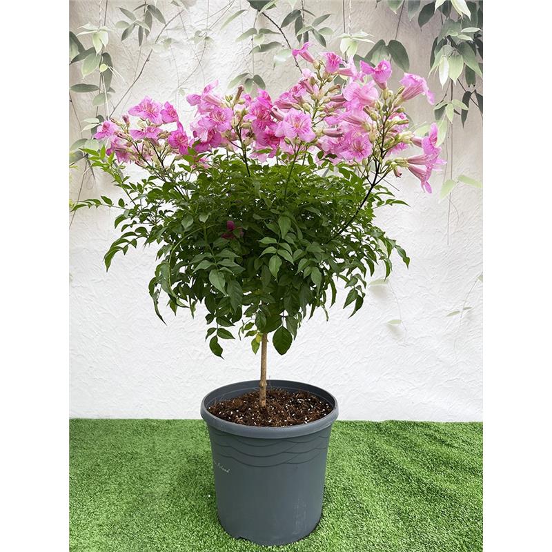 粉色凌霄花棒棒糖盆栽庭院阳台攀援耐寒爬藤植物四季种植卉绿植物