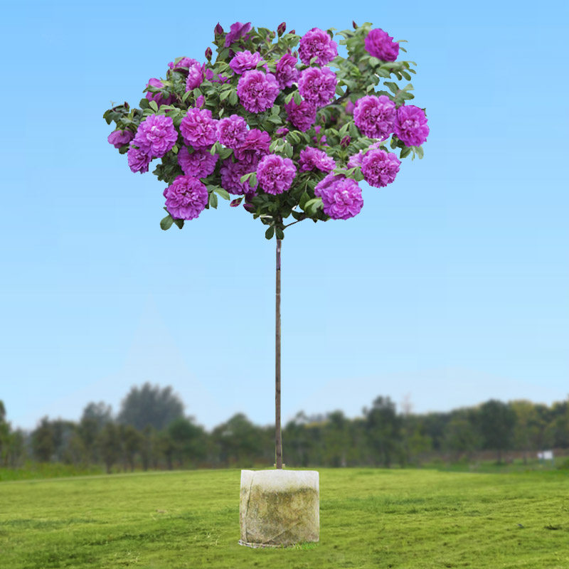 可食用玫瑰花树苗平阴玫瑰棒棒糖盆栽阳台庭院四季浓香花卉绿植物