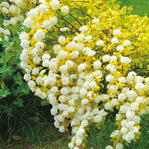 黄金喷泉花苗盆栽彩叶绣线菊菱叶绣线菊阳台庭院花镜花卉耐寒灌木
