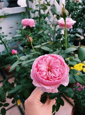 奥斯汀系列凯丽月季花大苗阳台庭院盆栽耐热勤开花四季大花粉红色