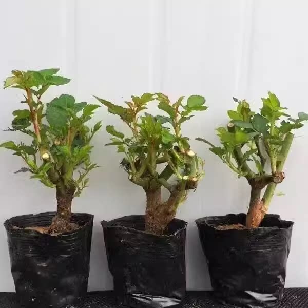 玫瑰花老桩老根四季种植月季花苗盆栽室内阳台盆栽特大花