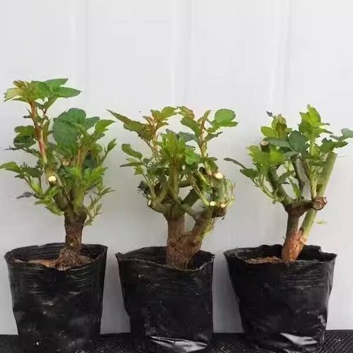 玫瑰花老桩老根四季种植月季花苗盆栽室内阳台盆栽特大花