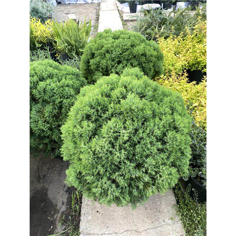 皮球松盆栽绿植耐寒耐热四季常青可地栽雾凇花镜植物