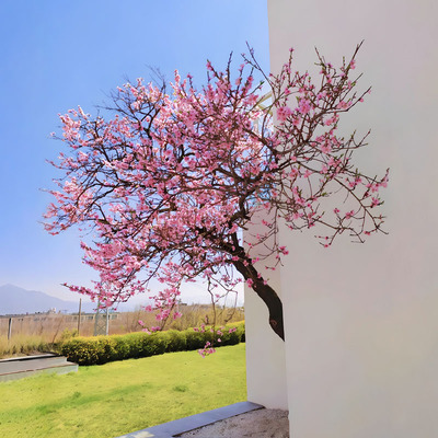 观赏桃花树苗盆栽室内外阳台庭院粉色碧桃花大树活苗花园景观植物