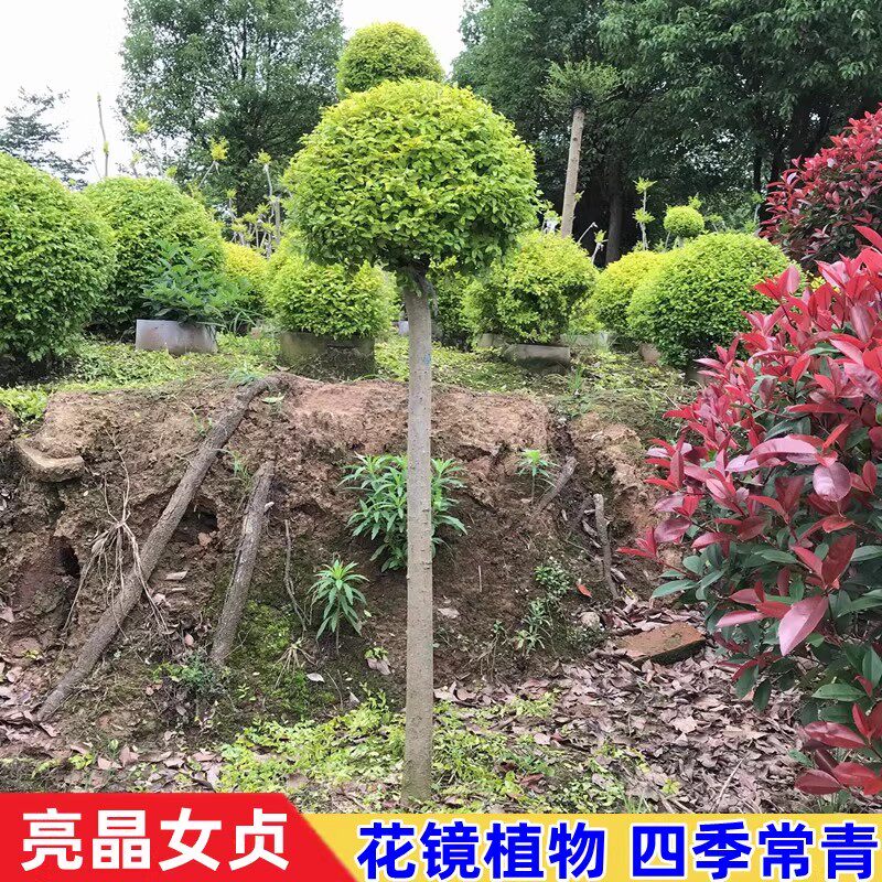 亮晶金叶女贞小树苗球塔棒棒糖造型阳台庭院花境植物四季常青耐寒
