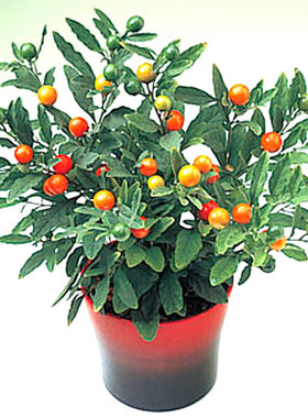 冬珊瑚室内桌面盆栽花卉植物吉庆果看樱桃绿植珊瑚豆小型盆景绿植