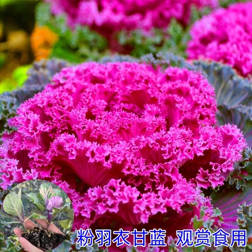 羽衣甘蓝多年老桩耐寒盆景花卉苗