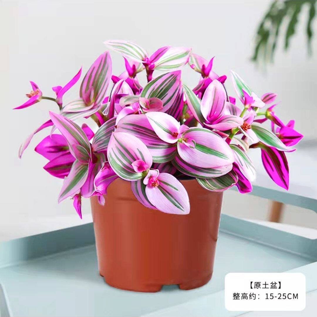 油画婚礼吊兰油画锦多肉多肉植物室内盆栽进口多肉