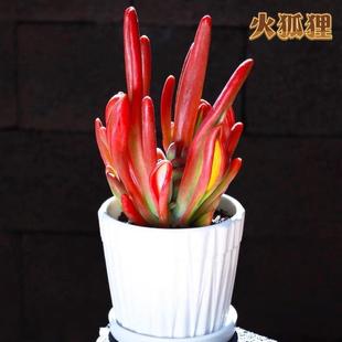 火狐狸多肉植物老桩稀有贵货大颗绿植唐印办公室内防辐射盆栽新手