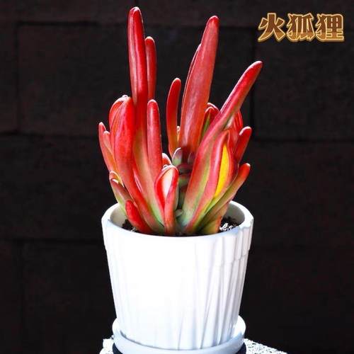 火狐狸多肉植物老桩稀有