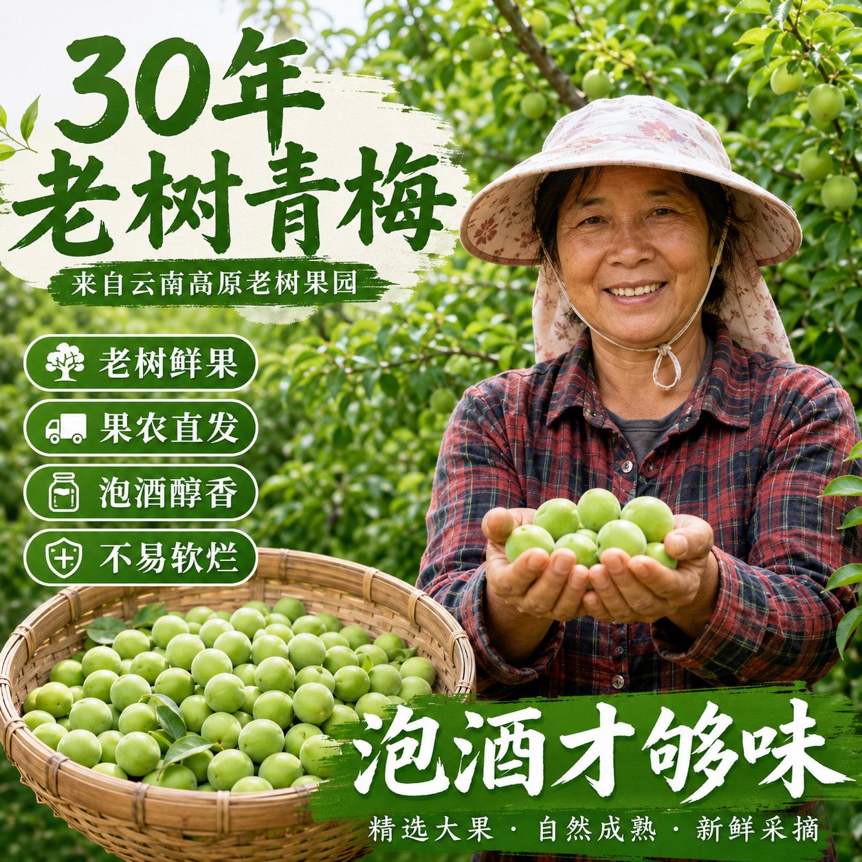 30年老树青梅新鲜采摘鲜果泡酒专用现货泡酒梅子露当季酸水果