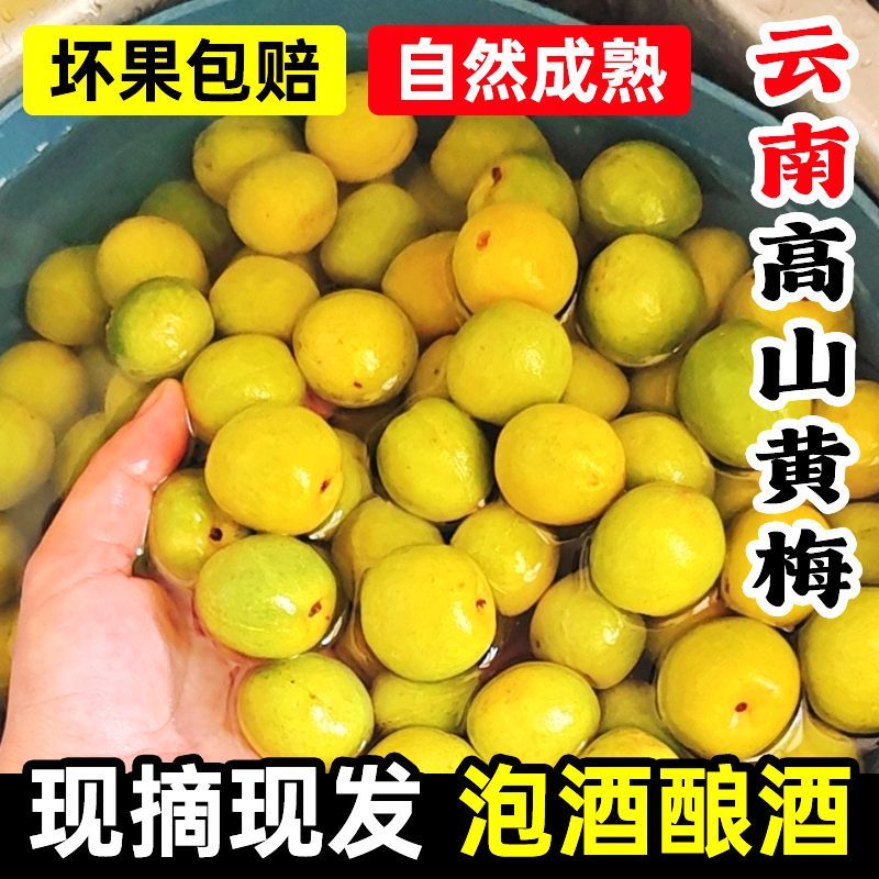 新鲜黄梅云南大理野生现摘完熟梅青梅果生梅子酸梅子胭脂红梅黄梅