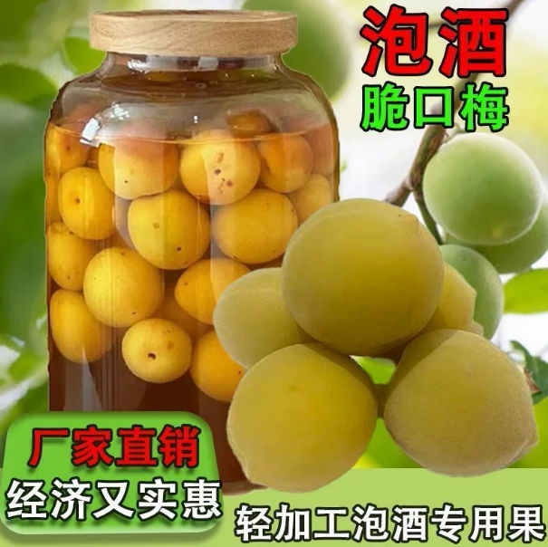 青梅鲜果轻加工冰糖腌制原生态新鲜泡酒专用半成品当季其他水果