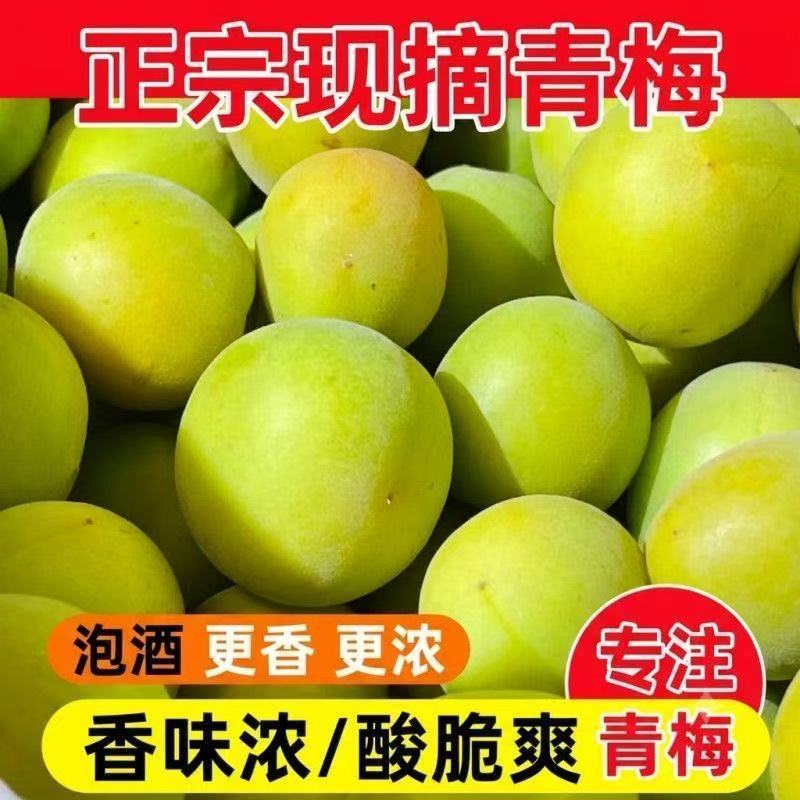 青梅果新鲜云南大理高山野生梅子泡酒专用梅子脆梅子新鲜青梅现摘