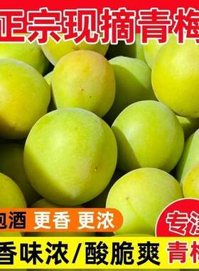 青梅果新鲜云南大理高山野生梅子泡酒专用梅子脆梅子新鲜青梅现摘