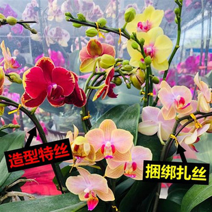 扎丝铁丝 园艺用品花卉植物金钱树富贵竹固定绑绳 面包封口扎线