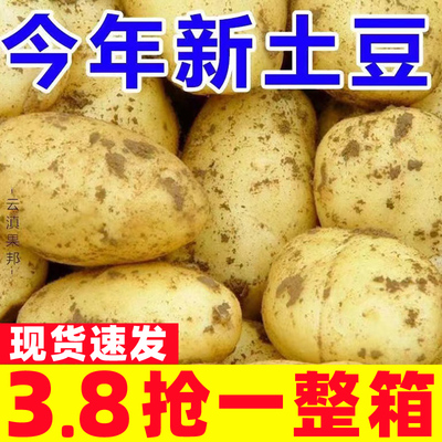 2025年甘肃沙面土豆新鲜黄皮