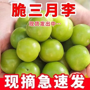 钱排早熟三月李酸脆李子当季青李孕妇当季新鲜水果三华李珍珠李