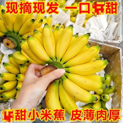 现摘广西小米蕉当季新鲜水果