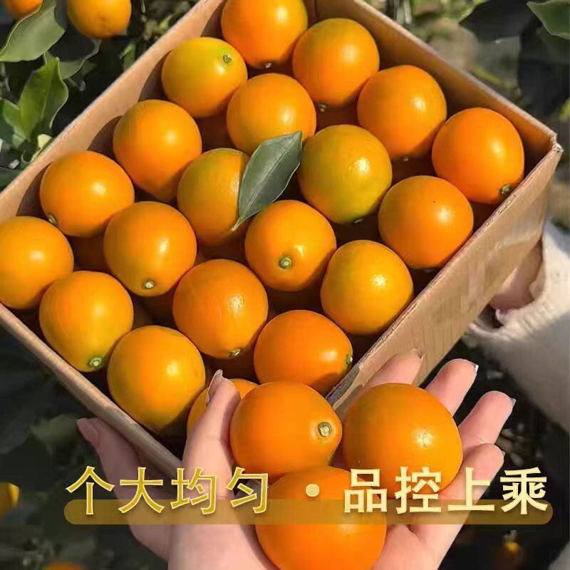 脆蜜金柑广西融安脆密金桔第三代纯甜多汁超甜皮薄果园现摘新鲜