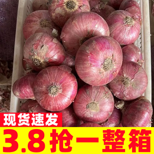 新鲜紫皮大洋葱9斤装新圆葱当季蔬菜农家脆甜红皮元葱洋葱头