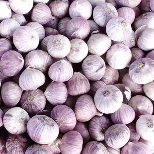 2026云南大理紫皮独头蒜3斤大蒜头新鲜特级干大蒜新蒜独蒜种子籽