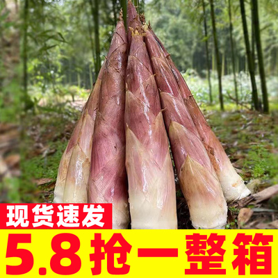 春笋正宗临安天目山春笋