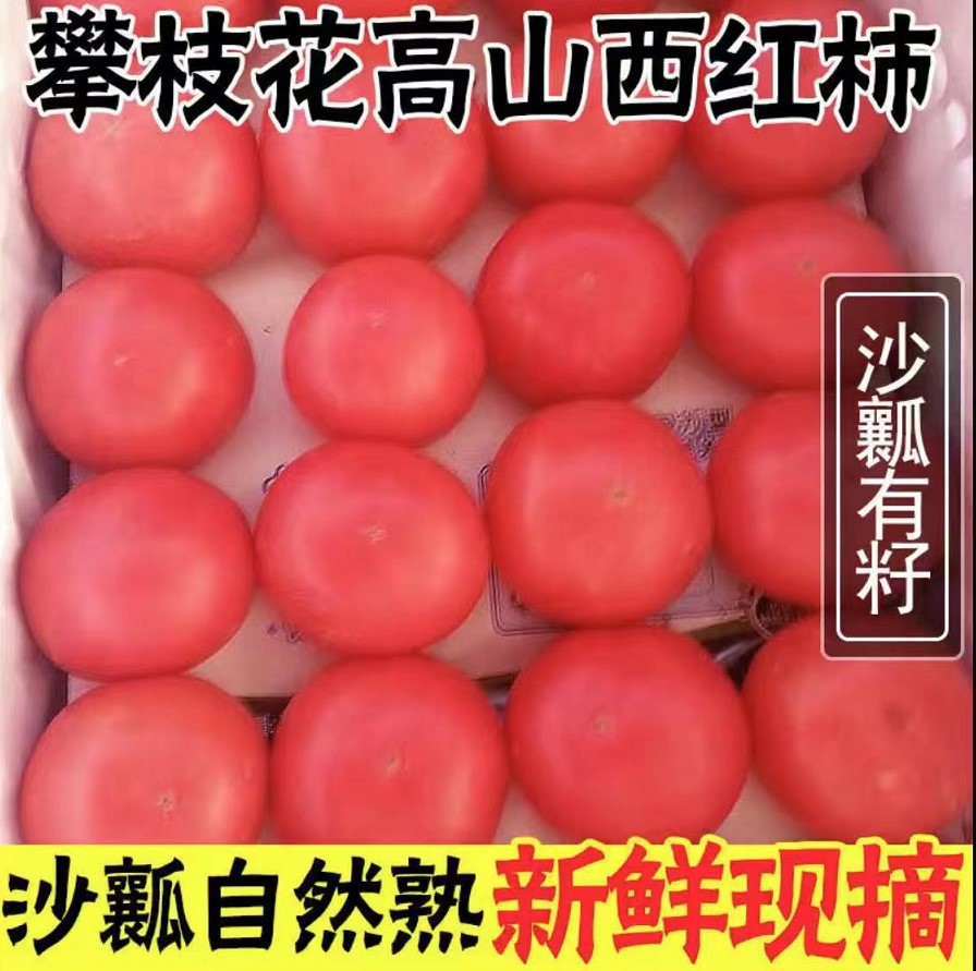 2025现摘农家正宗沙瓤番茄西