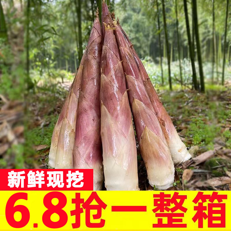 雷笋新鲜冬笋竹笋雷竹笋油焖笋腌笃笋现挖农家野生蔬菜春笋5斤装