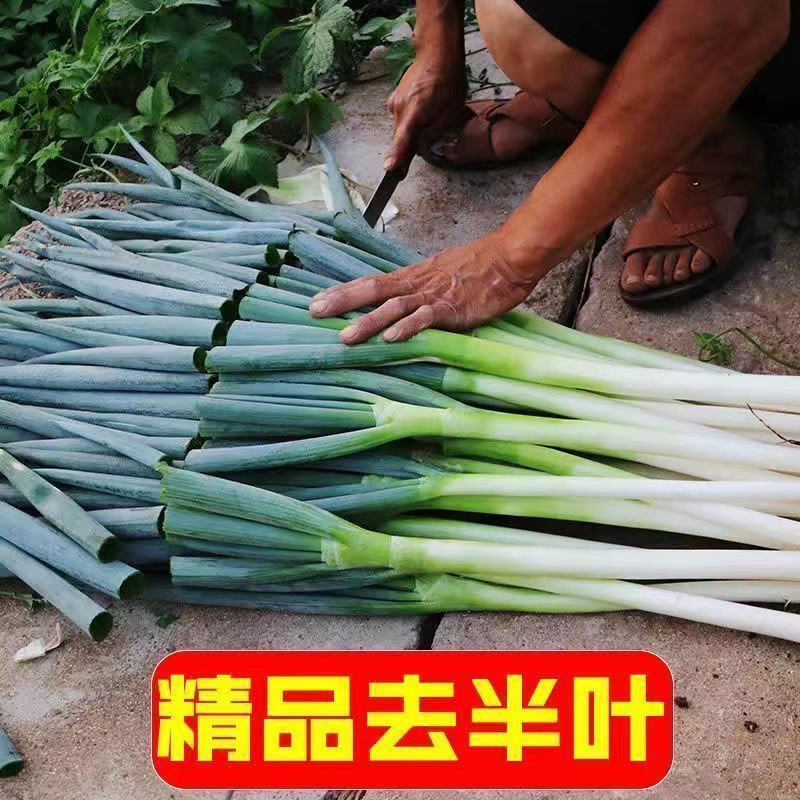 大葱章丘大葱新鲜铁杆长葱