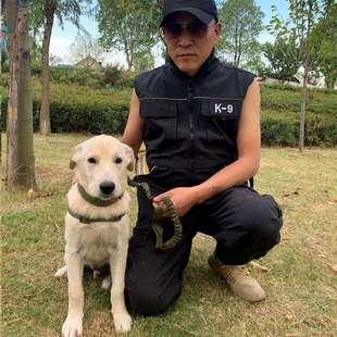 德牧K9马犬德牧工作犬防抓服衣服训犬马甲服装狗狗装备训练用品
