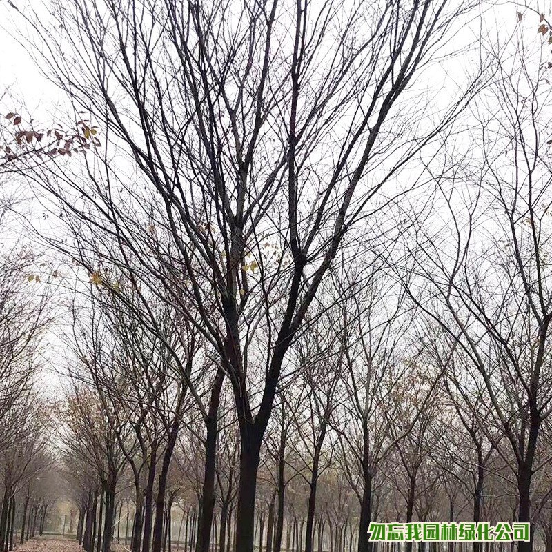 基地乔木榉树树苗 红榉z大树 榉树大树苗绿化造景园林风景