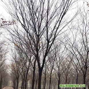 基地乔木榉树树苗 红榉z大树 榉树大树苗绿化造景园林风景