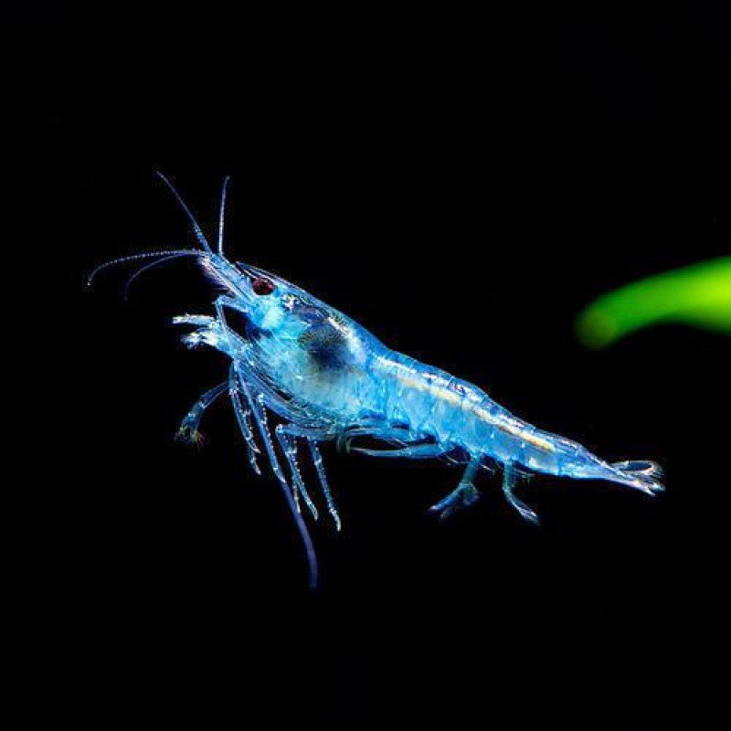 网红波妞鱼观赏虾红虾草缸淡水虾冷F水虾除藻极火黑壳红琉璃鱼缸