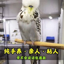 现货大头虎皮鹦鹉活鸟体幼的活体活物鹦鹉手养牡丹观赏会说话宠物