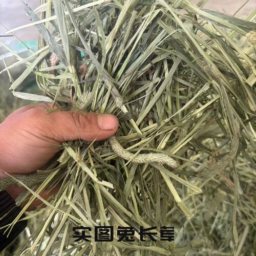 晒干提摩西草仓鼠豚鼠草料
