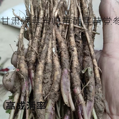 甘肃岷县当归苗可种植盆栽活苗