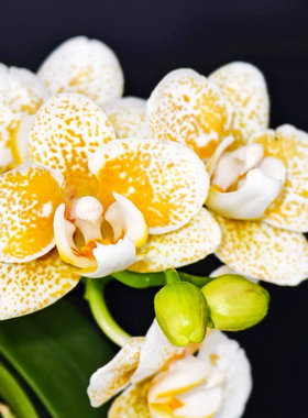 雅风黄金豹 - 蝴蝶兰