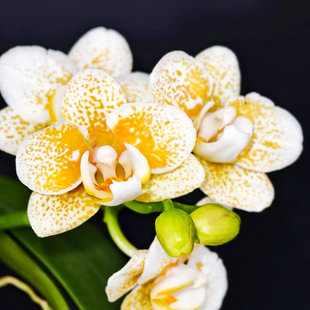 雅风黄金豹 - 蝴蝶兰