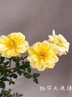 日本黄金雅玫瑰 姬月季 超微月季 微月 黄色迷你月季 阳台好养花