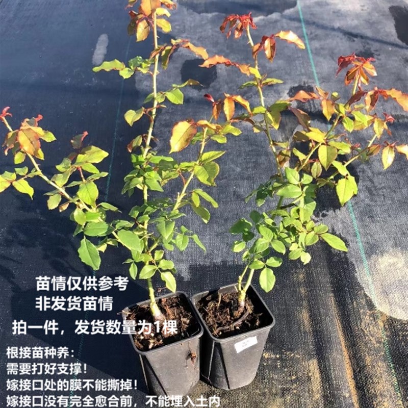 调香大师 月季 小苗 灌木 浓香 直立 大花 丰花多季节重复开放