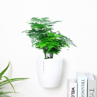 绿萝新款 吊兰室内好养绿植小盆栽花卉水培多肉植物芦荟壁挂花盆