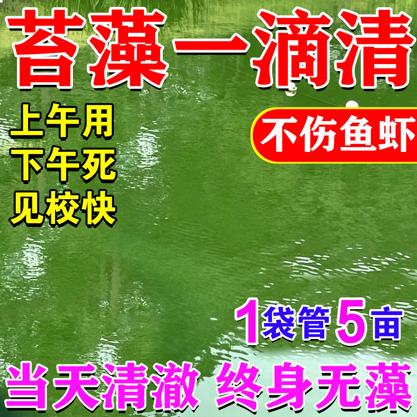 一滴分解】露天室外户外鱼池除藻